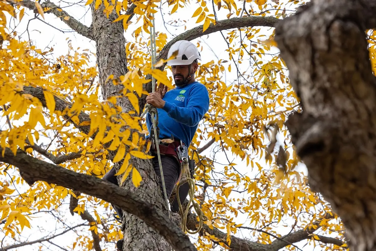 Skilled Tree Transplanting crew working in Nimitz